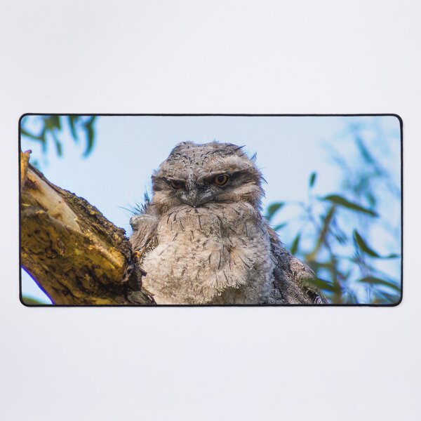 Item preview, Tawny frogmouth chick designed and sold by jdrphotos.