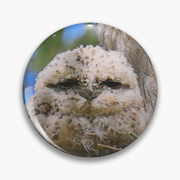 Item preview, Tawny frogmouth chick watches inquisitively while the adult watches over the chicks. designed and sold by jdrphotos.