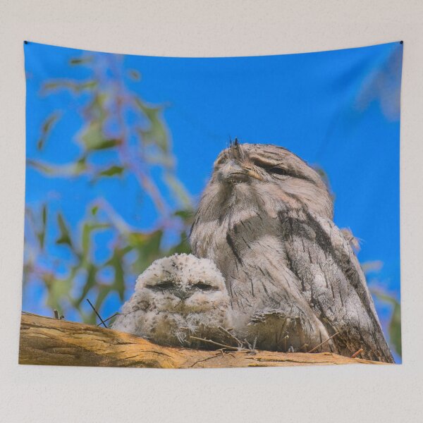 Item preview, Tawny frogmouth chick watches inquisitively while the adult watches over the chicks. designed and sold by jdrphotos.