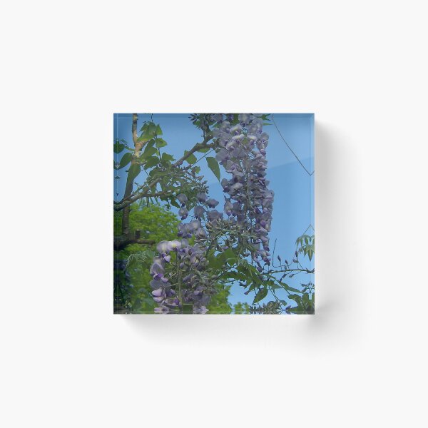 Item preview, Wisteria III designed and sold by Katy Fryd.