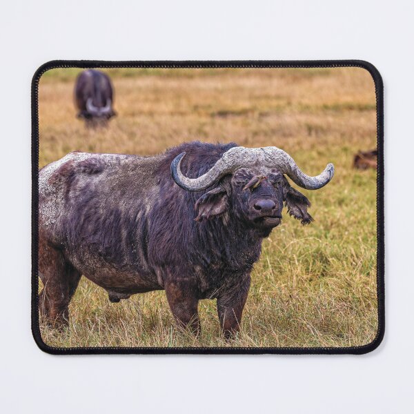 Item preview, A Cape Buffalo and His Bird in the Ngorogoro Crater, Tanzania designed and sold by Kay Brewer.