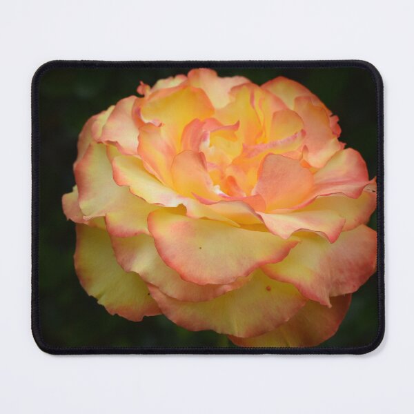 Item preview, The tequila sunrise rose designed and sold by Lynalinalee Photography .