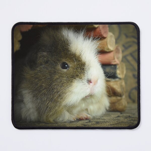 Item preview, Sid the guinea pig designed and sold by Lynalinalee Photography .