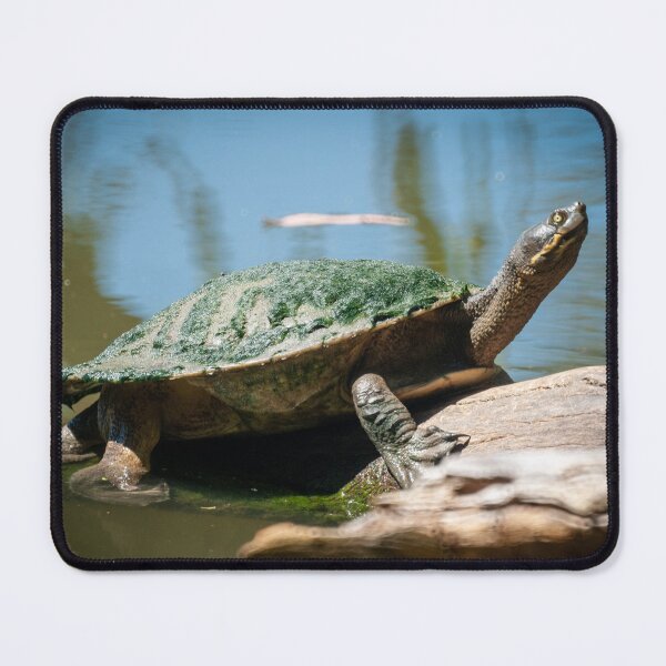 Item preview, The Turtle designed and sold by D-GaP.