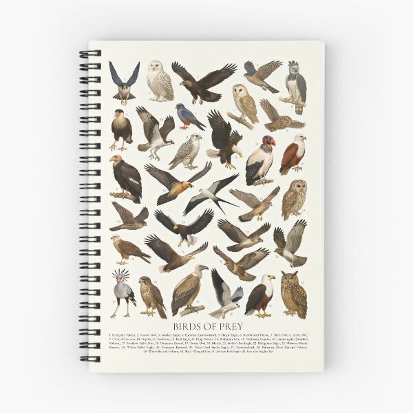 Item preview, Birds of Prey Retro Raptor Identification Style Chart designed and sold by kakarikihill.