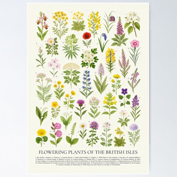Item preview, Flowers of the British Isles Botanical Plant Identification  designed and sold by kakarikihill.