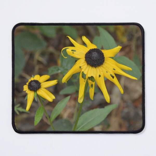 Item preview, Wild Black-eyed Susans in Sharp County Arkansas designed and sold by Blossom-Breeze.