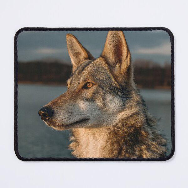 Item preview, Czechoslovakian Wolfdog designed and sold by Elisabeth Lucas.