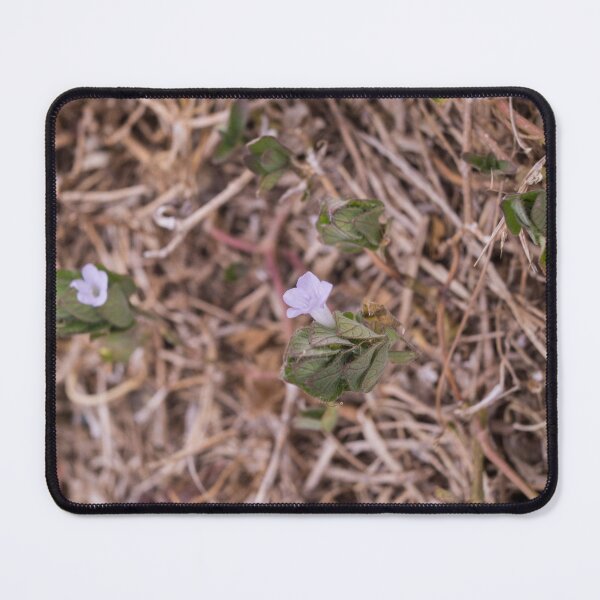 Item preview, Malaysian false pimpernel designed and sold by ROSE ANN BANILAR.