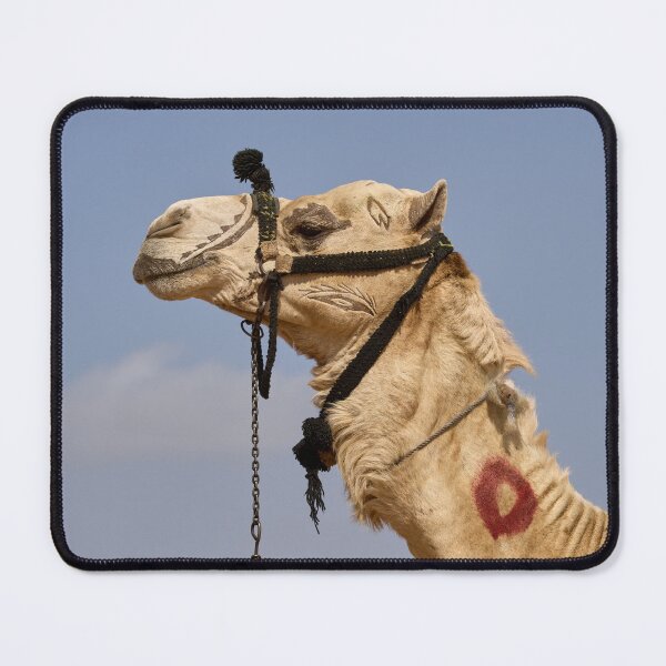 Item preview, Camel portrait. Cairo 2026 designed and sold by Jouko Lehto Photography.