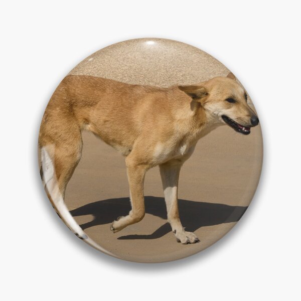 Item preview, The Dog. Cairo 2026 designed and sold by Jouko Lehto Photography.