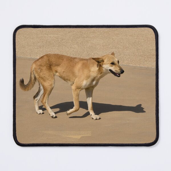 Item preview, The Dog. Cairo 2026 designed and sold by Jouko Lehto Photography.