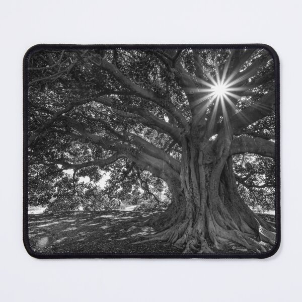 Item preview, Ficus Flare designed and sold by Ralph Goldsmith.