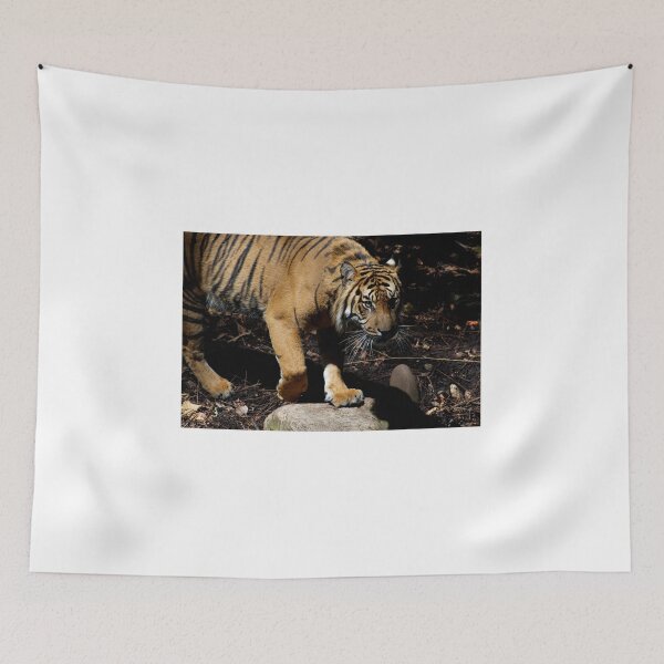 Item preview, Tiger Stalking - Close Up designed and sold by GP1746.