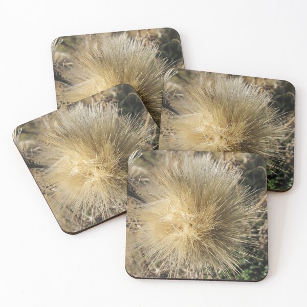 Item preview, Dried Thistle Seed Head Close-Up In Natural Field Light Showing Fluffy Golden Bristles designed and sold by Nmallia.