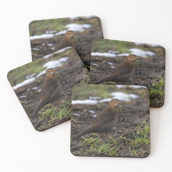 Item preview, Female common Blackbird (Turdus merula) designed and sold by Stephen Jarman.