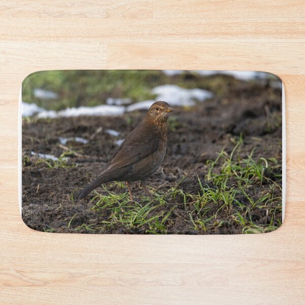 Item preview, Female common Blackbird (Turdus merula) designed and sold by Stephen Jarman.