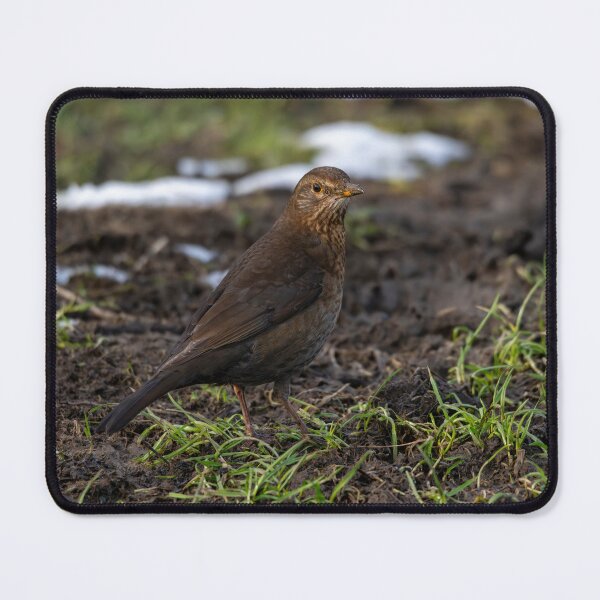 Item preview, Female common Blackbird (Turdus merula) designed and sold by Stephen Jarman.