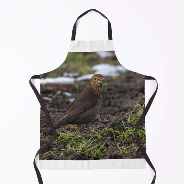 Item preview, Female common Blackbird (Turdus merula) designed and sold by Stephen Jarman.