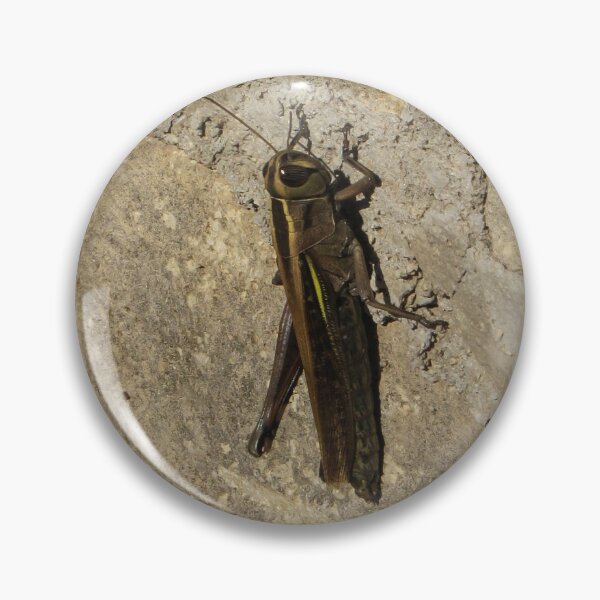 Item preview, Close-Up Of A Grasshopper Resting On A Sunlit Stone Wall With Natural Camouflage designed and sold by Nmallia.