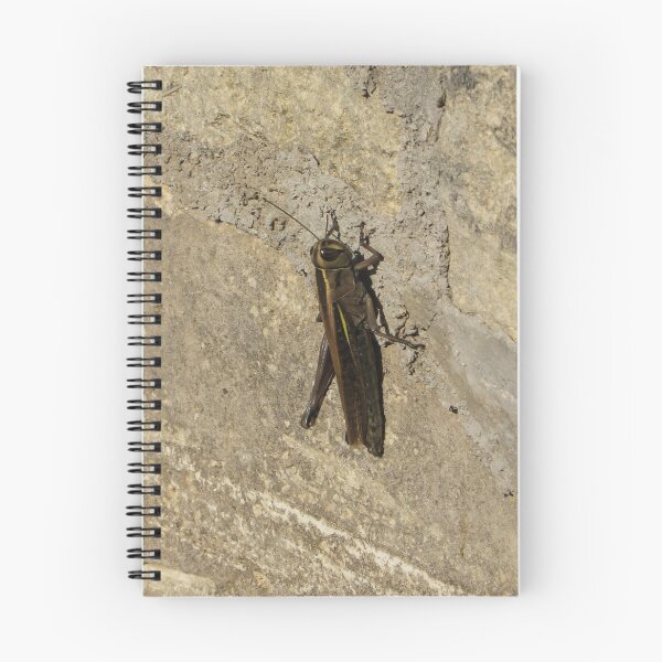 Item preview, Close-Up Of A Grasshopper Resting On A Sunlit Stone Wall With Natural Camouflage designed and sold by Nmallia.