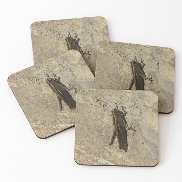 Item preview, Close-Up Of A Grasshopper Resting On A Sunlit Stone Wall With Natural Camouflage designed and sold by Nmallia.