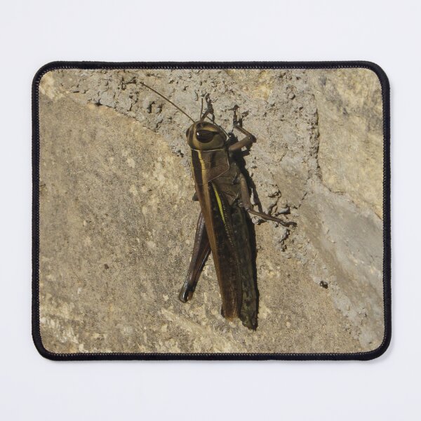 Item preview, Close-Up Of A Grasshopper Resting On A Sunlit Stone Wall With Natural Camouflage designed and sold by Nmallia.