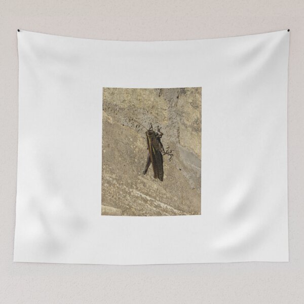 Item preview, Close-Up Of A Grasshopper Resting On A Sunlit Stone Wall With Natural Camouflage designed and sold by Nmallia.