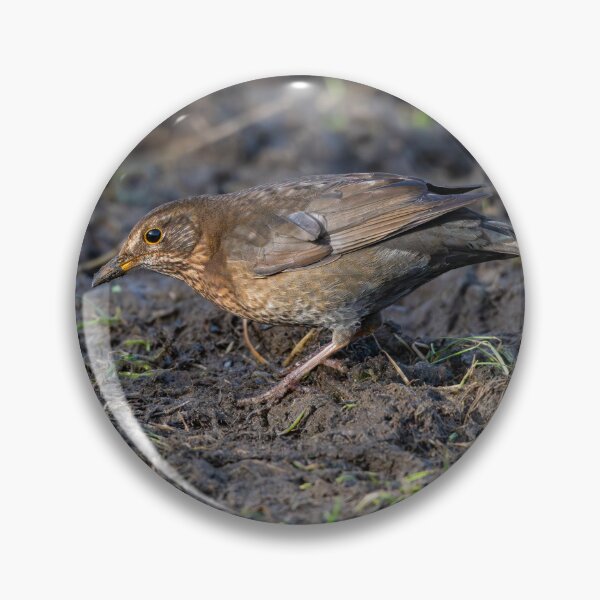 Item preview, Female common Blackbird (Turdus merula) designed and sold by Stephen Jarman.