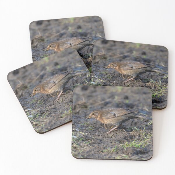 Item preview, Female common Blackbird (Turdus merula) designed and sold by Stephen Jarman.