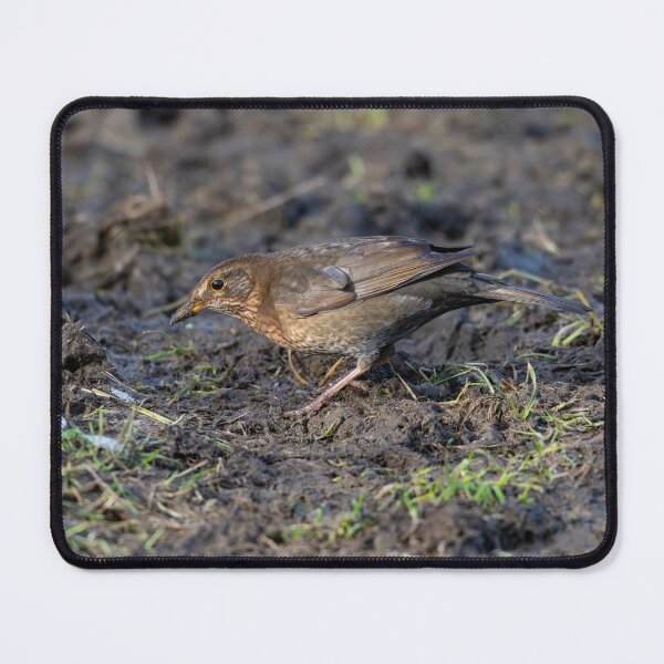 Item preview, Female common Blackbird (Turdus merula) designed and sold by Stephen Jarman.