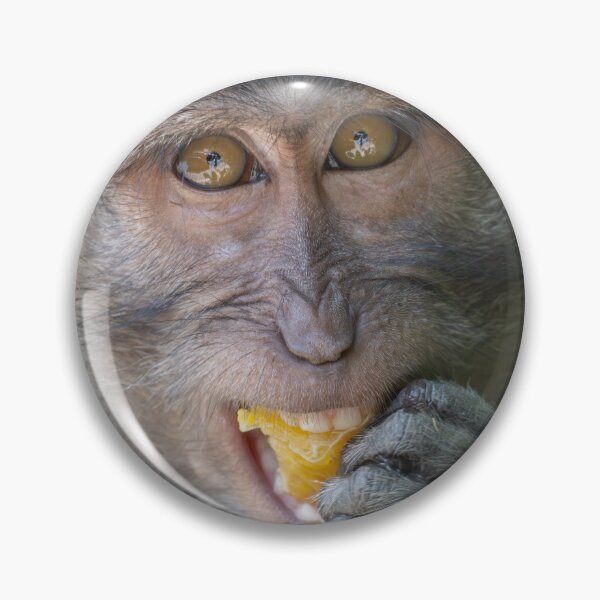 Item preview, Hungry Eyes – Balinese Long-Tailed Macaque Eating Fruit, Bali Wildlife Photography designed and sold by WildFrameNature.
