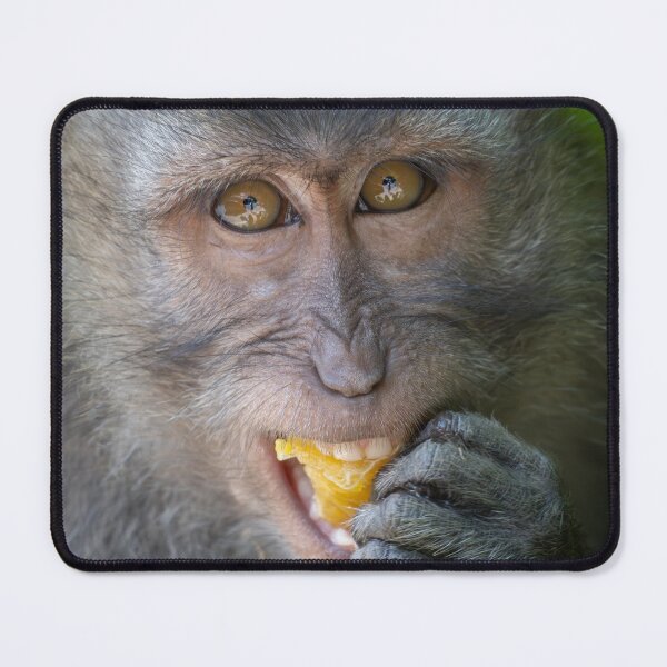 Item preview, Hungry Eyes – Balinese Long-Tailed Macaque Eating Fruit, Bali Wildlife Photography designed and sold by WildFrameNature.