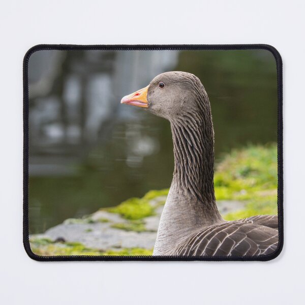 Item preview, Greylag Goose (Anser anser) designed and sold by Stephen Jarman.