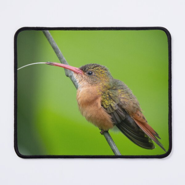 Item preview, The Taster – Rufous-tailed Hummingbird with Tongue Out, Tropical Wildlife Photography designed and sold by WildFrameNature.