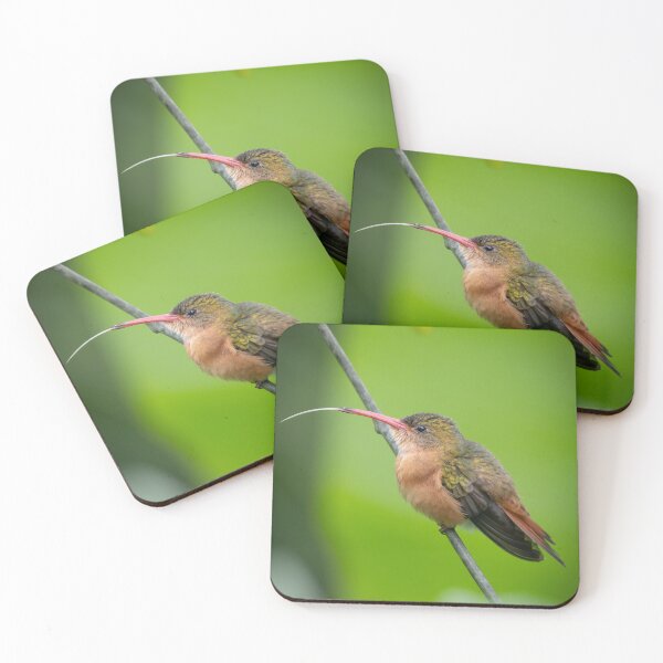 Item preview,  The Taster – Rufous-tailed Hummingbird with Tongue Out, Tropical Wildlife Photography designed and sold by WildFrameNature.