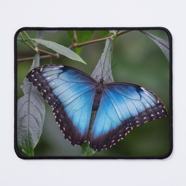 Item preview, Electric Blue – Blue Morpho Butterfly on Tropical Flowers, Rainforest Wildlife Photography designed and sold by WildFrameNature.