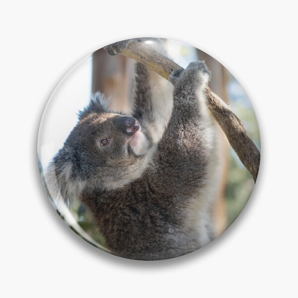 Item preview, Going Up – Wild Koala Climbing a Eucalyptus Tree, Australia Wildlife Photography designed and sold by WildFrameNature.