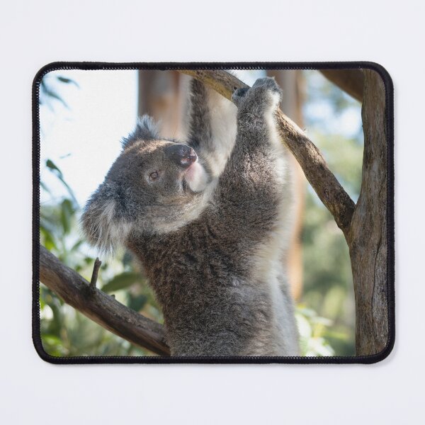 Item preview, Going Up – Wild Koala Climbing a Eucalyptus Tree, Australia Wildlife Photography designed and sold by WildFrameNature.