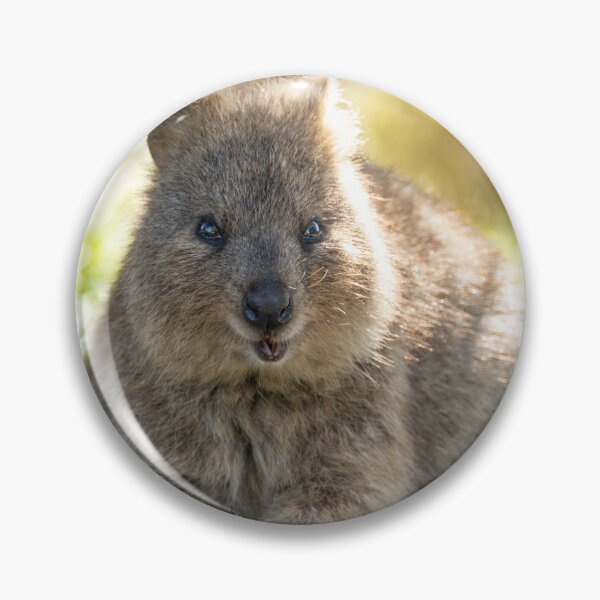 Item preview, The Happiest Snack – Smiling Quokka Holding Food, Rottnest Island Wildlife Photography designed and sold by WildFrameNature.