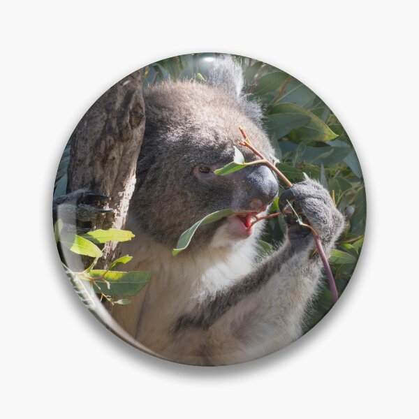 Item preview, Leaf by Leaf – Koala Munching Eucalyptus Branch, Australia Wildlife Photography designed and sold by WildFrameNature.