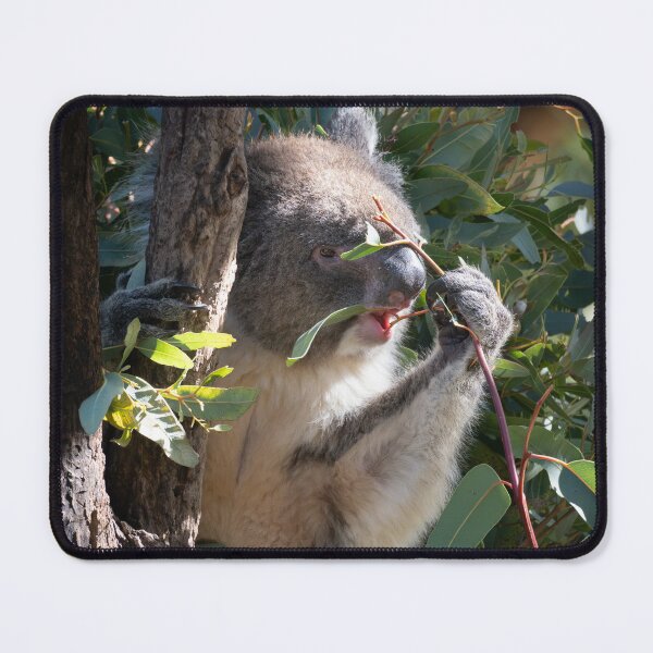Item preview, Leaf by Leaf – Koala Munching Eucalyptus Branch, Australia Wildlife Photography designed and sold by WildFrameNature.