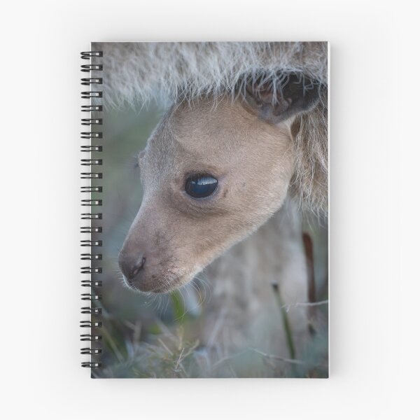 Artikelvorschau, Erster Blick – Kängurubaby schaut aus dem Beutel, australische Tierfotografie entworfen und verkauft von WildFrameNature.