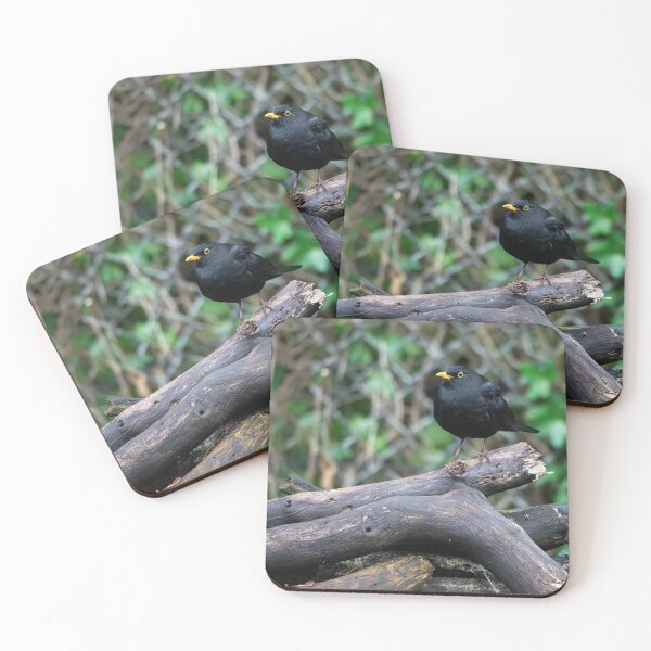 Item preview, Male common Blackbird (Turdus merula) designed and sold by Stephen Jarman.