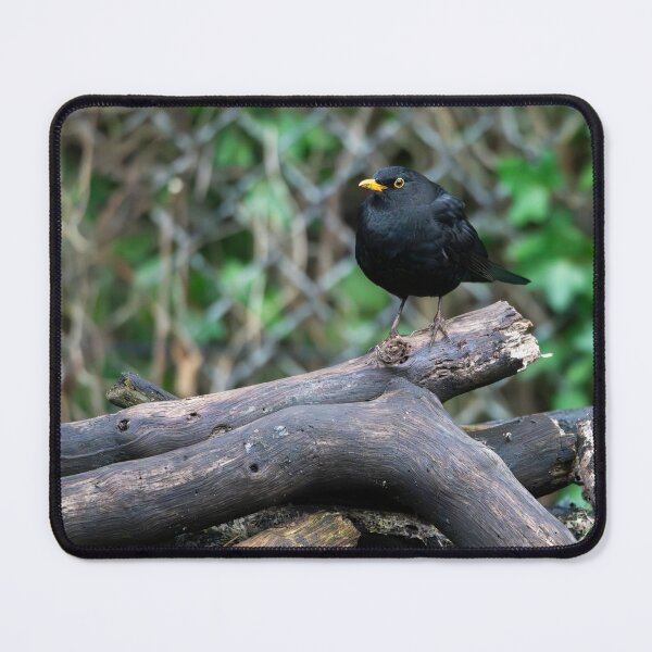 Item preview, Male common Blackbird (Turdus merula) designed and sold by Stephen Jarman.