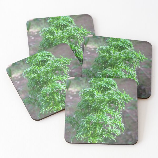 Item preview, Close-Up Of Feathery Green Plant Foliage In Forest Nature Macro Photograph designed and sold by Nmallia.