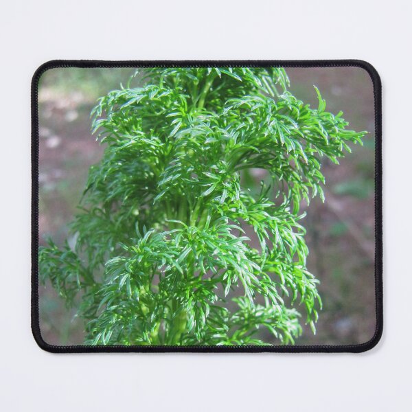 Item preview, Close-Up Of Feathery Green Plant Foliage In Forest Nature Macro Photograph designed and sold by Nmallia.