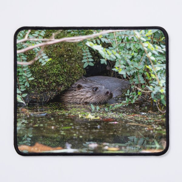Artikelvorschau, Flussotter im Wasser nahe der Vegetation entworfen und verkauft von Stephen Jarman.