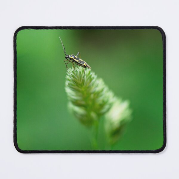 Item preview, Mirid Bug – Dryophilocoris flavoquadrimaculatus designed and sold by Stephen Jarman.