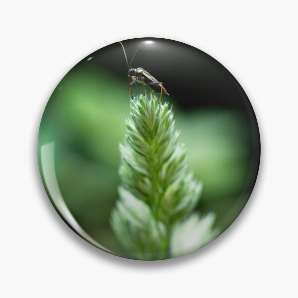 Item preview, Mirid Bug – Dryophilocoris flavoquadrimaculatus designed and sold by Stephen Jarman.